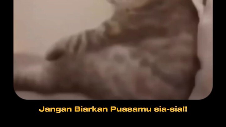 Kasihan si ucing jadi korban 🥲