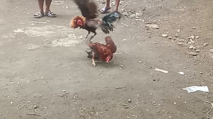 win SI tubain naka-chamba. stag vs cock