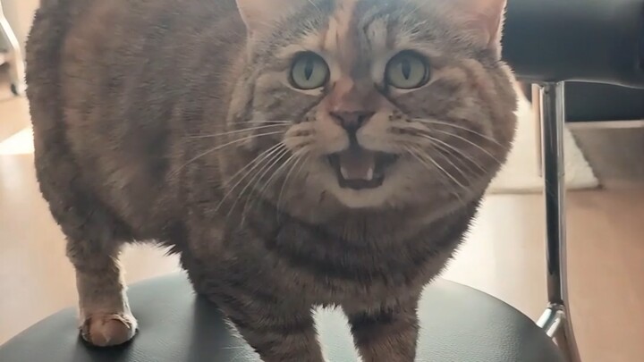 Mẹ tôi bảo tôi giống cái ghế đẩu nhỏ.