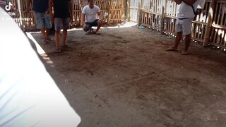 stag vs oldcock