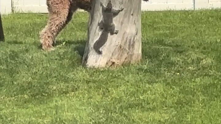 Raja Qin Mengitari Pilar—Versi Anjing vs Tupai!