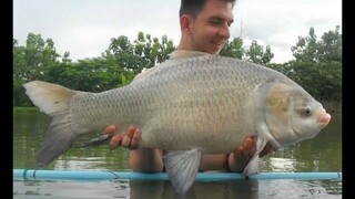 কাতল মাছের ডিম কি ভাবে নেয়া হয় |  墨魚蛋 | Cuttlefish eggs