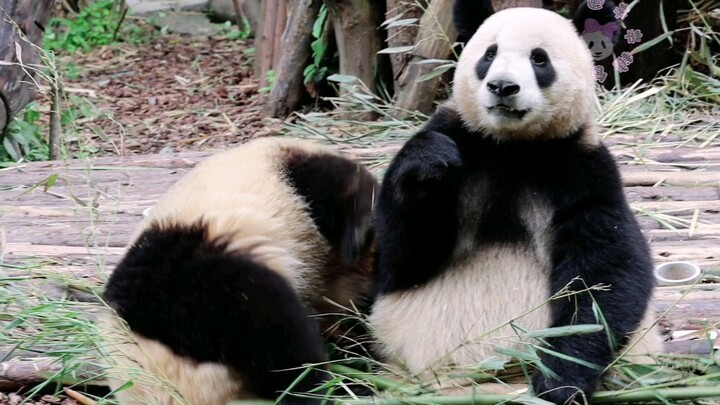 [Giant Pandas Ai Jiu & Hehua] Jiu Jiu is helpless and sighs—someone’s both bad at it and still tryin