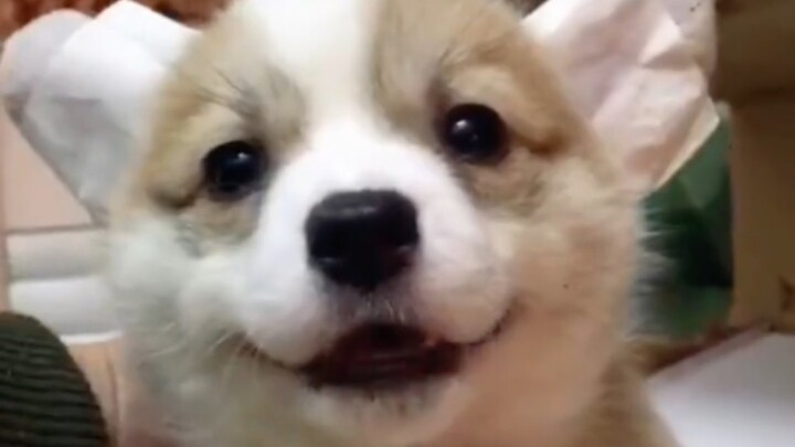 Sepertinya sudah masuk ke dalam “sekte” anjing, si Corgi kecil ini benar‑benar terlalu menggemaskan!