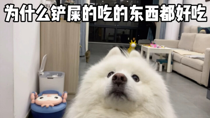 Why does everything the pet parent eats taste so good?