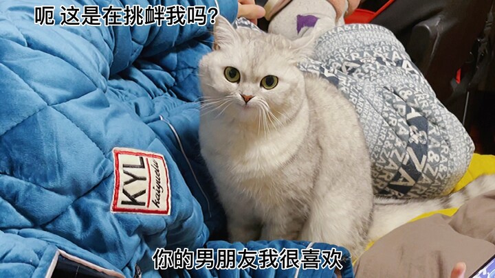Absolutely don’t let your boyfriend adopt a female kitten.