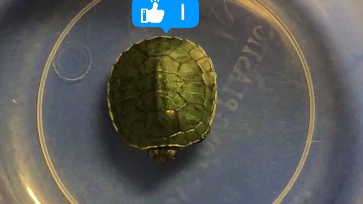 Cho có lấy ko ạ