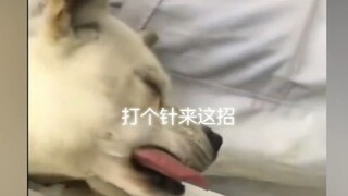 一打针就装死，全世界欠你一个奥斯卡