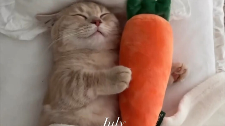 The little kitten slept and slept, and a whole year went by!