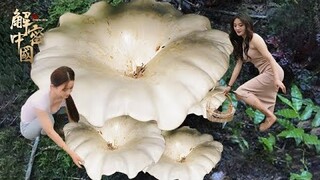 云南山区，淳朴村民清晨上山采野生菌，生长地点竟对外严格保密，每个月都能采摘赚钱【山神的馈赠】