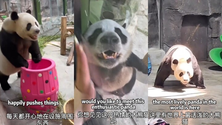 Xiao Xianbao’s Lingyan has also gone viral on overseas platforms.