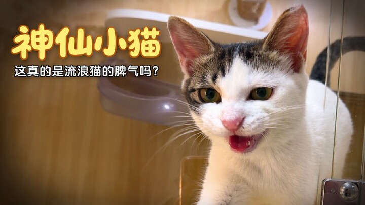 Cats with Such Amazing Personalities They’re Speechless (Part 2)