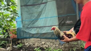 Sparr request ng ating customer 🐓