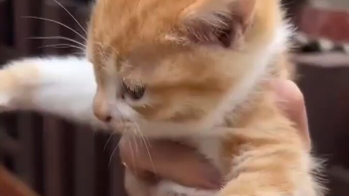 Mèo con: Em có hai mẹ, một cái véo cổ trước, một cái ngoặm gáy sau.