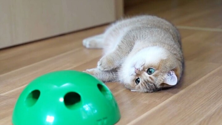 What should I do? My cat just lies down and acts cute whenever it sees a mouse.