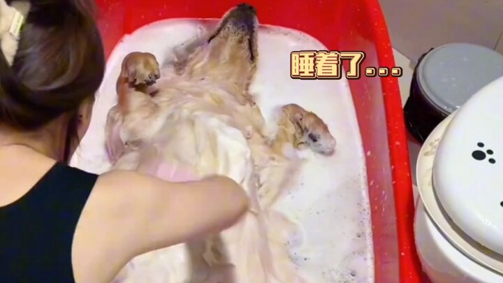 ล้างไปล้างมา หมาก็หลับไปซะงั้น...