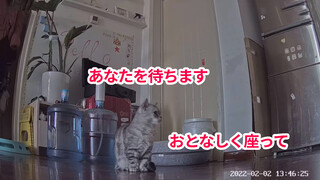 [Kucing] Seberapa Kucing yang Tertinggal Merindukan Majikan? 