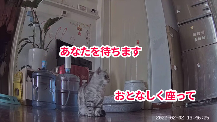 [Kucing] Seberapa Kucing yang Tertinggal Merindukan Majikan? 