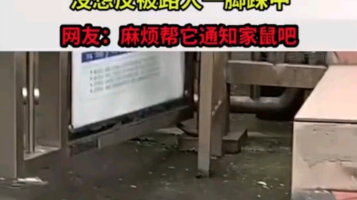 หนูตัวหนึ่งฉวยจังหวะที่ไม่มีคนรีบข้ามถนน แต่กลับถูกคนเดินผ่านเหยียบเข้าให้โดยไม่ทันตั้งตัว