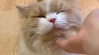 تحدي القط الأفضل في المصافحة على الإنترنت، لطيف للغاية!!