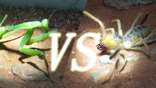 【Skills Against strength】Hierodula Majuscula VS Solifugae