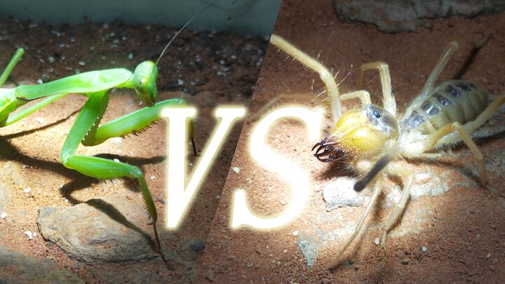 [Antara trik dan kekuatan] mantis VS laba-laba matahari