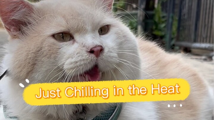 Just Chilling in the Heat