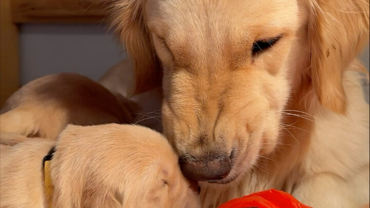 Finally I can pet the puppy openly