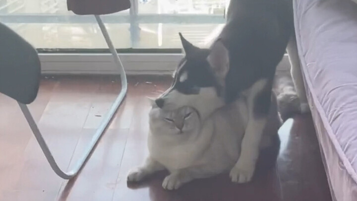 “Ternyata ada alasan mengapa kucing dan anjing sulit berteman”