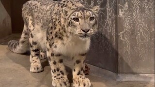 The two big cats faced each other, and the blood repression engraved in their genes awakened...