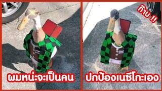 ก๊าบ จะเป็นคน ปกป้องเนซึโกะเอง ก๊าบบ !! ( รวมฮาพากย์ไทย )