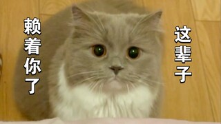 Empat tahun seekor kucing