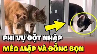 PHI VỤ ĐỘT NHẬP thế kỷ của chú mèo thông minh và ĐỒNG BỌN 😂 | Yêu Lu