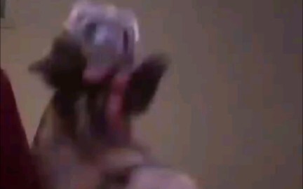 Chồn sương bị ép phải “làm việc” mà quyến rũ quá đỗi, ha ha ha!