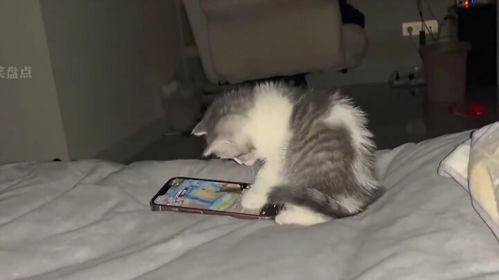 A roundup of those cat-like cats—some even think they’re human!