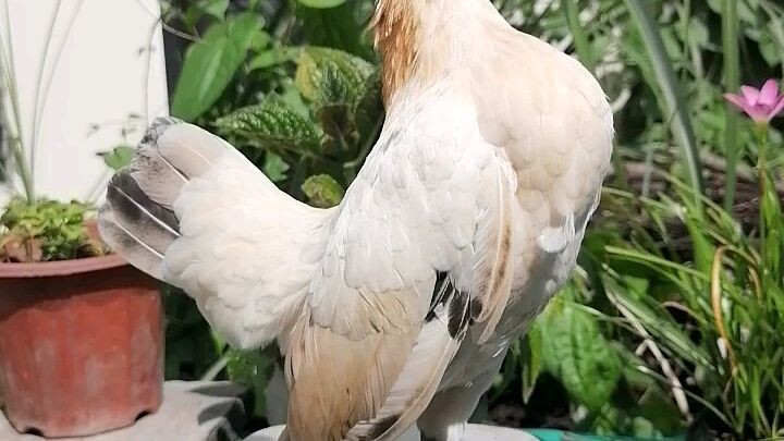 serama hen