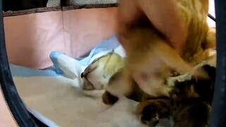 这可咋办啊，有大神帮忙解释一下吗！ "小奶猫的成长日记 "10斤的猫9斤的反骨 "这猫不太聪明的样子