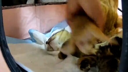 这可咋办啊，有大神帮忙解释一下吗！ "小奶猫的成长日记 "10斤的猫9斤的反骨 "这猫不太聪明的样子