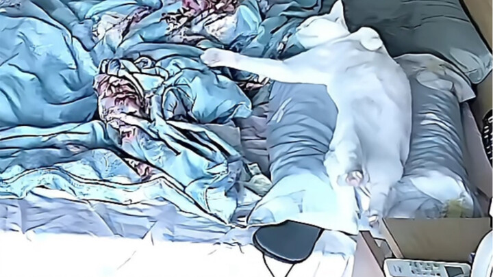 اتفقنا قبل الخروج! أي شيء يُمكن فعله، فقط لا تفعل هذا! لا تنم! وسادتي!!!