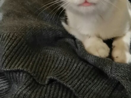 Mèo bò sữa chưa đầy 8 tháng tuổi mang thai rồi cứ bám riết lấy tôi