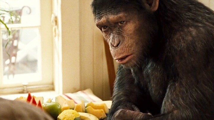 This gorilla is actually smarter than a human child!