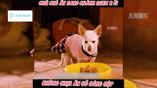 "CHÚ CHÓ CHIHUAHUA"-Phần cuốiii