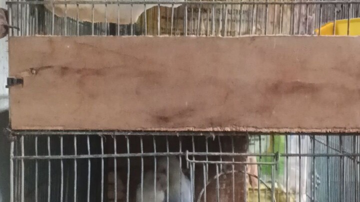 vio opaline pale fallow x blue opa pale fallow