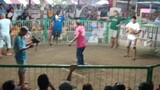 Sabung 3Cock Derby  Fight#2 Bloodline 🐓Henny sweater (win)☺️ Santa Fe cockfights