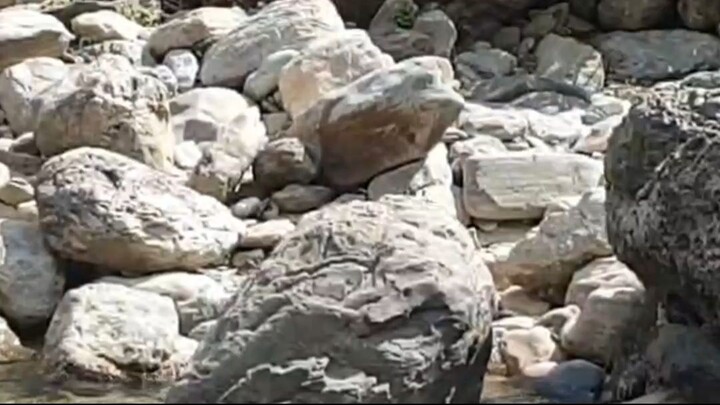 cast netting in Nepal | himalayan trout fishing with handmade cast net |