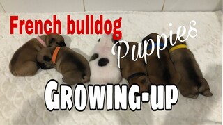 Part 1 | How does the French Bulldog puppy growing | day 1 to 6 mos old.