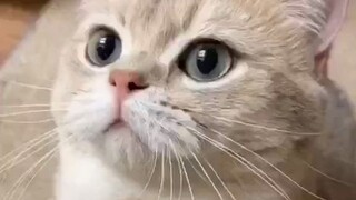 Who can stand this little bastard?