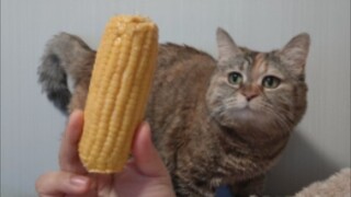 This ear of corn looks so delicious!