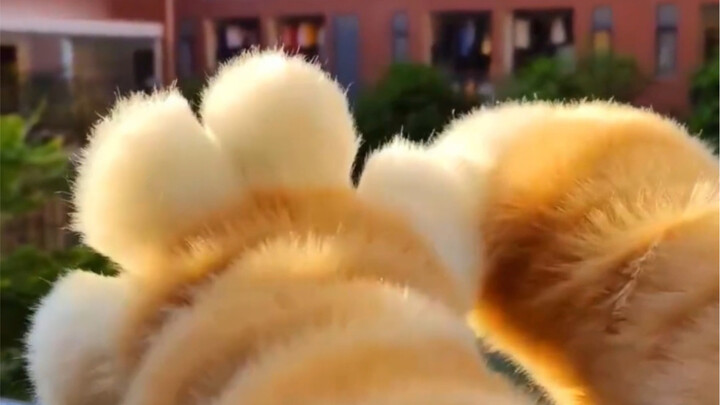 “Mention the cutest girl in the world—come take a look!”