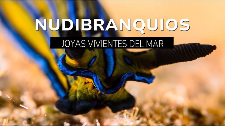 The Hidden Colors of the Sea | Amazing Nudibranchs of the Sea of Cortez